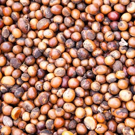 Karité : bienfaits et vertus - Fleurance Nature